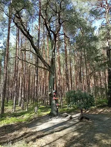 2022.05.15 – Modlitwa za Ojczyznę, dzieci i młodzież przy leśnej kapliczce – zdjęcie 31