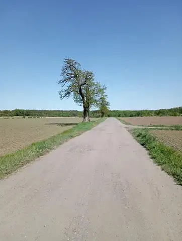 2022.05.15 – Modlitwa za Ojczyznę, dzieci i młodzież przy leśnej kapliczce – zdjęcie 17